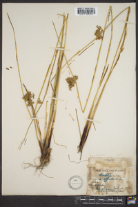 Juncus effusus var. pylaei image