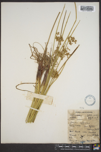 Juncus effusus var. pylaei image