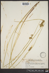 Juncus effusus var. pylaei image