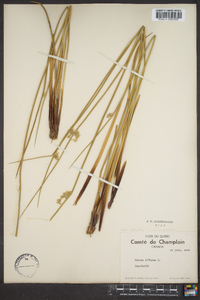 Juncus effusus var. solutus image