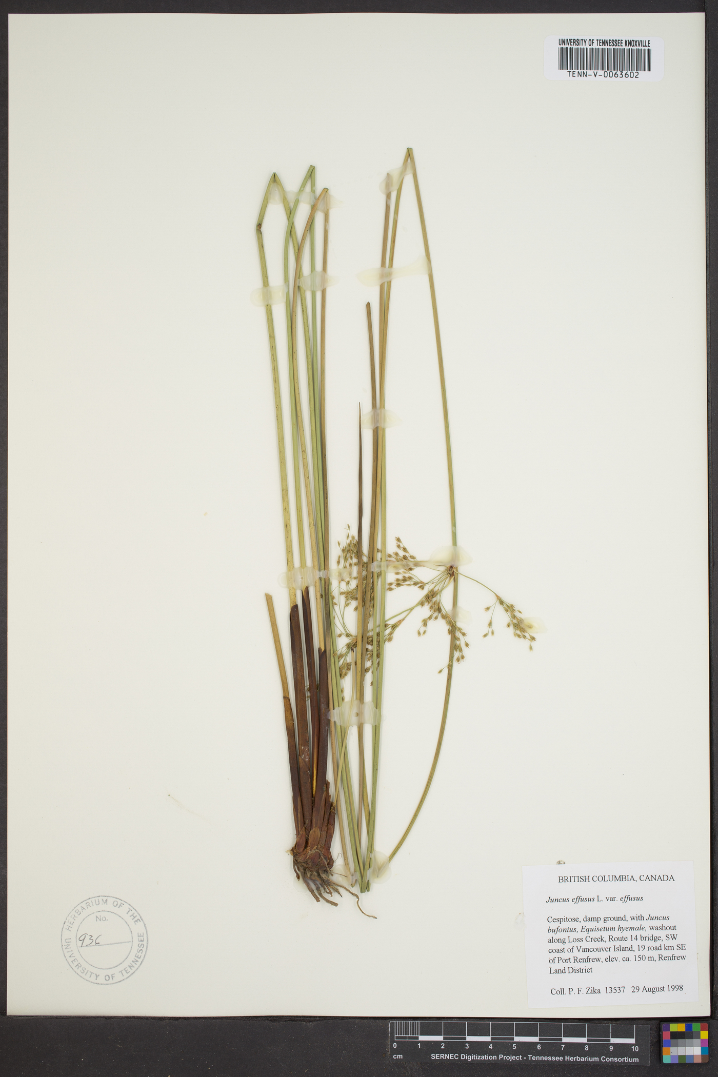 Juncus effusus var. effusus image