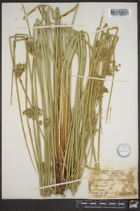 Juncus effusus var. solutus image