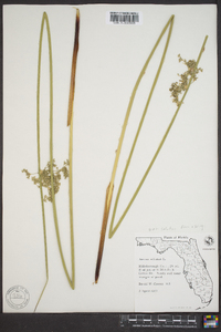 Juncus effusus var. solutus image