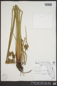 Juncus effusus var. solutus image