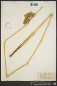 Juncus effusus var. solutus image