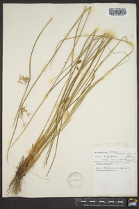 Juncus effusus var. solutus image