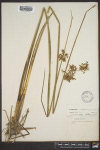 Juncus effusus var. solutus image