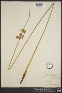 Juncus effusus var. solutus image