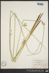 Juncus effusus var. solutus image