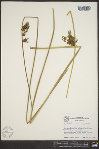 Juncus effusus var. solutus image