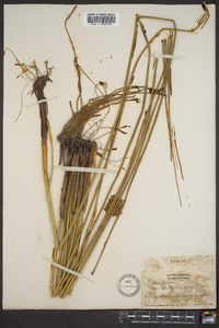 Juncus effusus var. solutus image