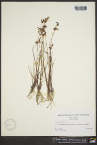 Juncus elliottii image