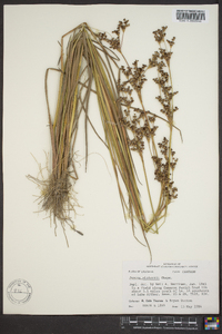 Juncus elliottii image