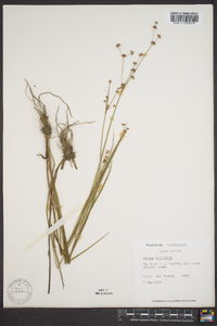 Juncus elliottii image