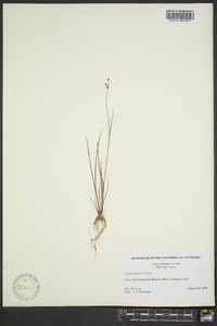 Juncus elliottii image