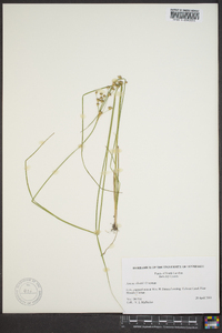 Juncus elliottii image