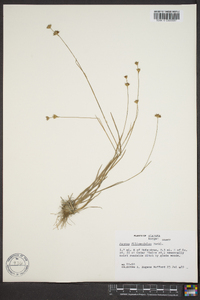 Juncus filipendulus image