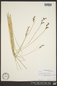 Juncus gerardii var. gerardii image