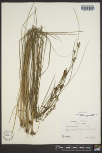 Juncus gerardii image