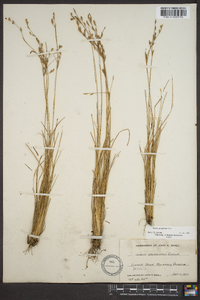 Juncus georgianus image