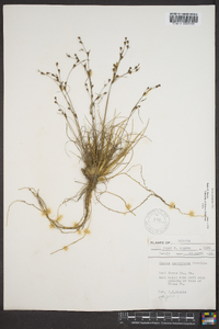 Juncus georgianus image