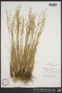 Juncus georgianus image