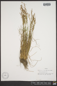 Juncus georgianus image