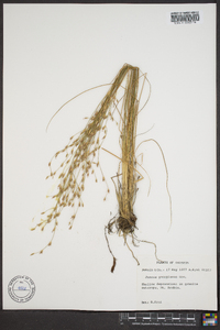 Juncus georgianus image