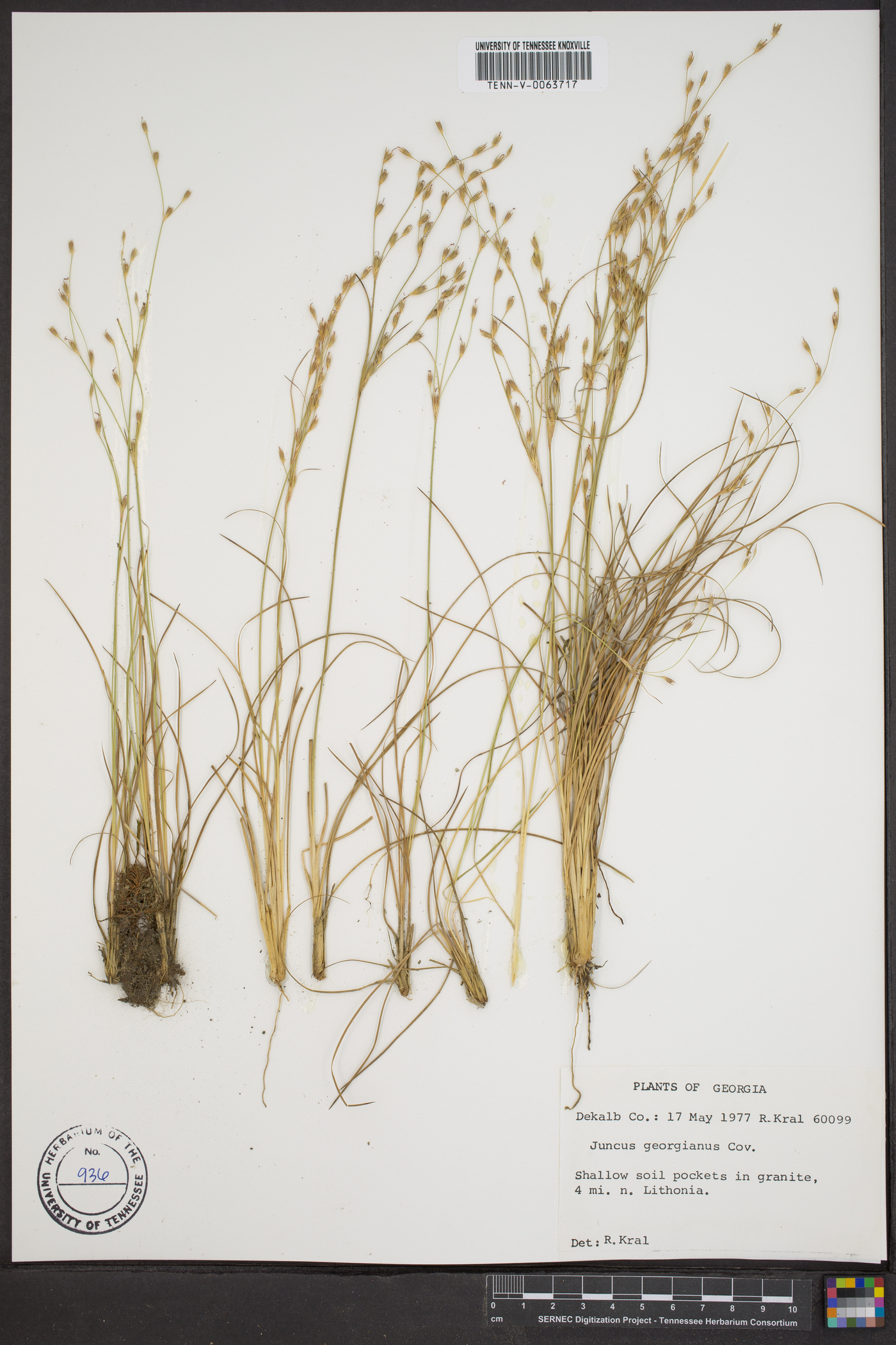 Juncus georgianus image