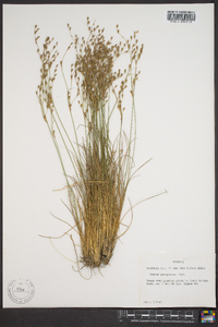 Juncus georgianus image