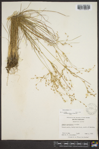 Juncus georgianus image