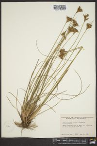 Juncus greenei image