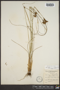 Juncus greenei image