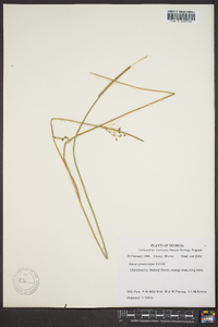 Juncus gymnocarpus image
