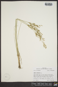 Juncus interior image