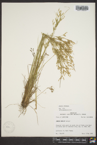 Juncus interior image