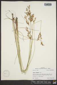 Juncus interior image