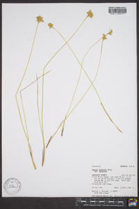 Juncus interior image