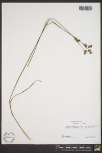 Juncus longistylis image