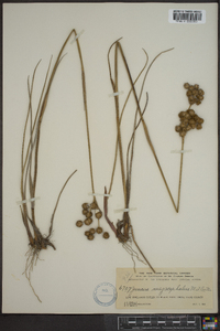 Juncus megacephalus image