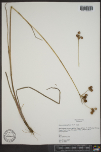 Juncus megacephalus image