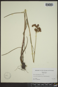 Juncus megacephalus image