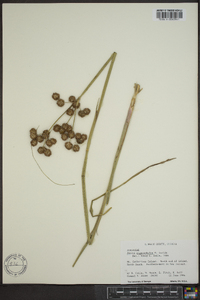 Juncus megacephalus image