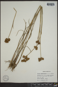 Juncus megacephalus image