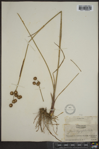 Juncus megacephalus image