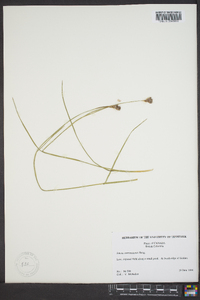 Juncus mertensianus image