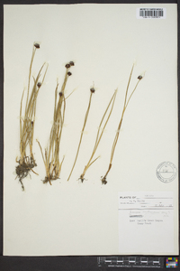 Juncus mertensianus image