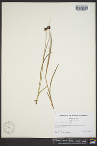 Juncus mertensianus image