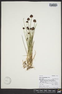 Juncus mertensianus image