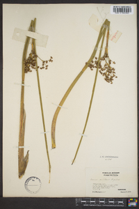 Juncus militaris image